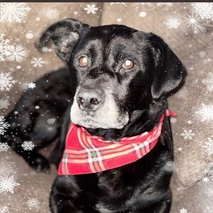 Meet your Posher, Britni